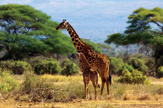 6 Days Nairobi to Amboseli, Lake Nakuru and Maasai Mara Budget Camping Safari